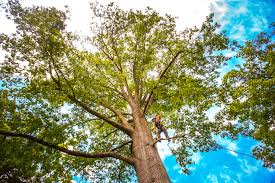Best Pest Control for Lawns  in Garnett, KS