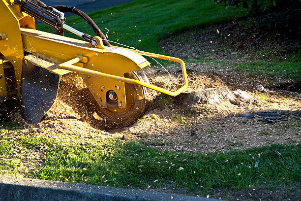 Best Tree Mulching  in Garnett, KS